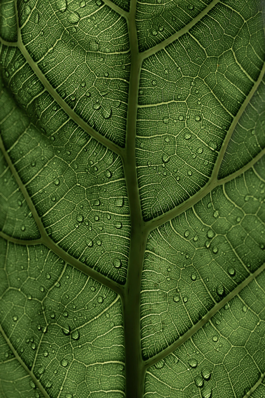 Inspiration aus der Natur WC-Sitz Motive für dein Zuhause