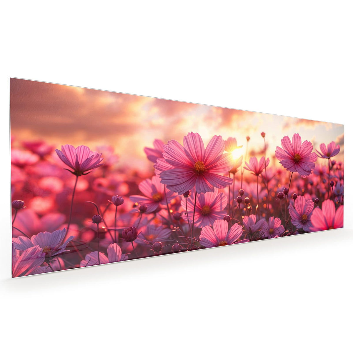 Küchenrückwand aus Glas im Hochformat mit Motiv Cosmeen im Abendlicht: Rosa Cosmeen vor einem Sonnenuntergangshimmel mit Wolken.
