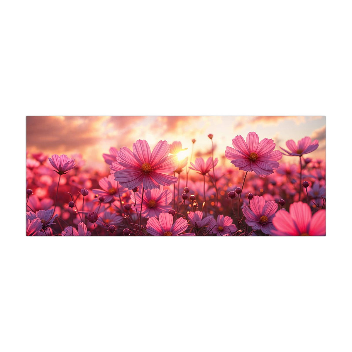 Küchenrückwand aus Glas Cosmeen im Abendlicht im Hochformat, Motiv bildfüllend von vorn