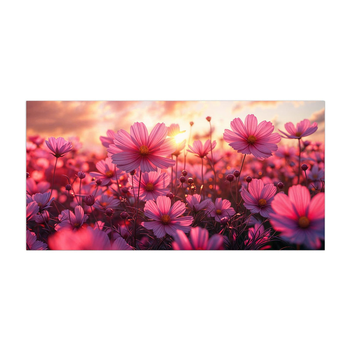 Küchenrückwand aus Glas Cosmeen im Abendlicht im Hochformat, Motiv bildfüllend von vorn