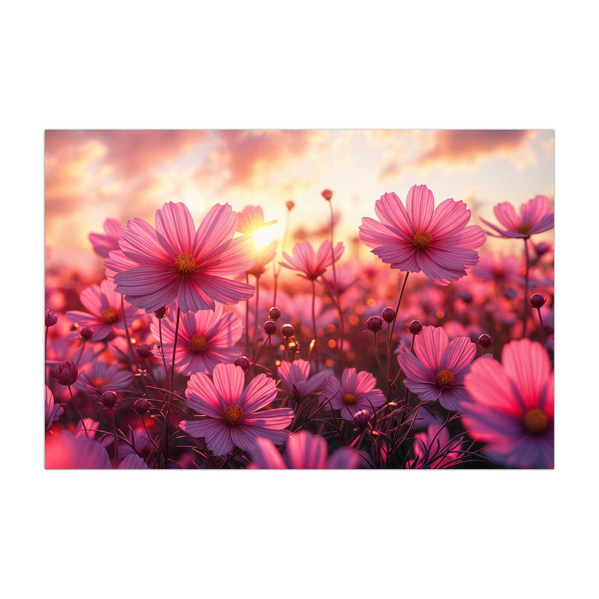 Küchenrückwand aus Glas Cosmeen im Abendlicht im Hochformat, Motiv bildfüllend von vorn