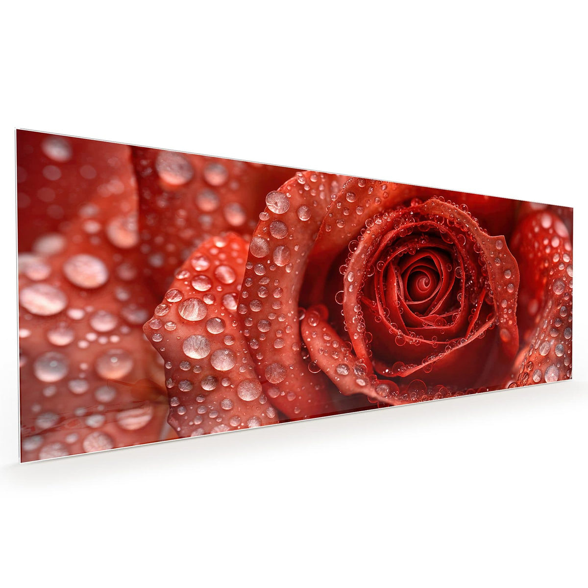 Küchenrückwand aus Glas im Hochformat: Makro einer roten Rose, dicht mit Wassertropfen besetzt