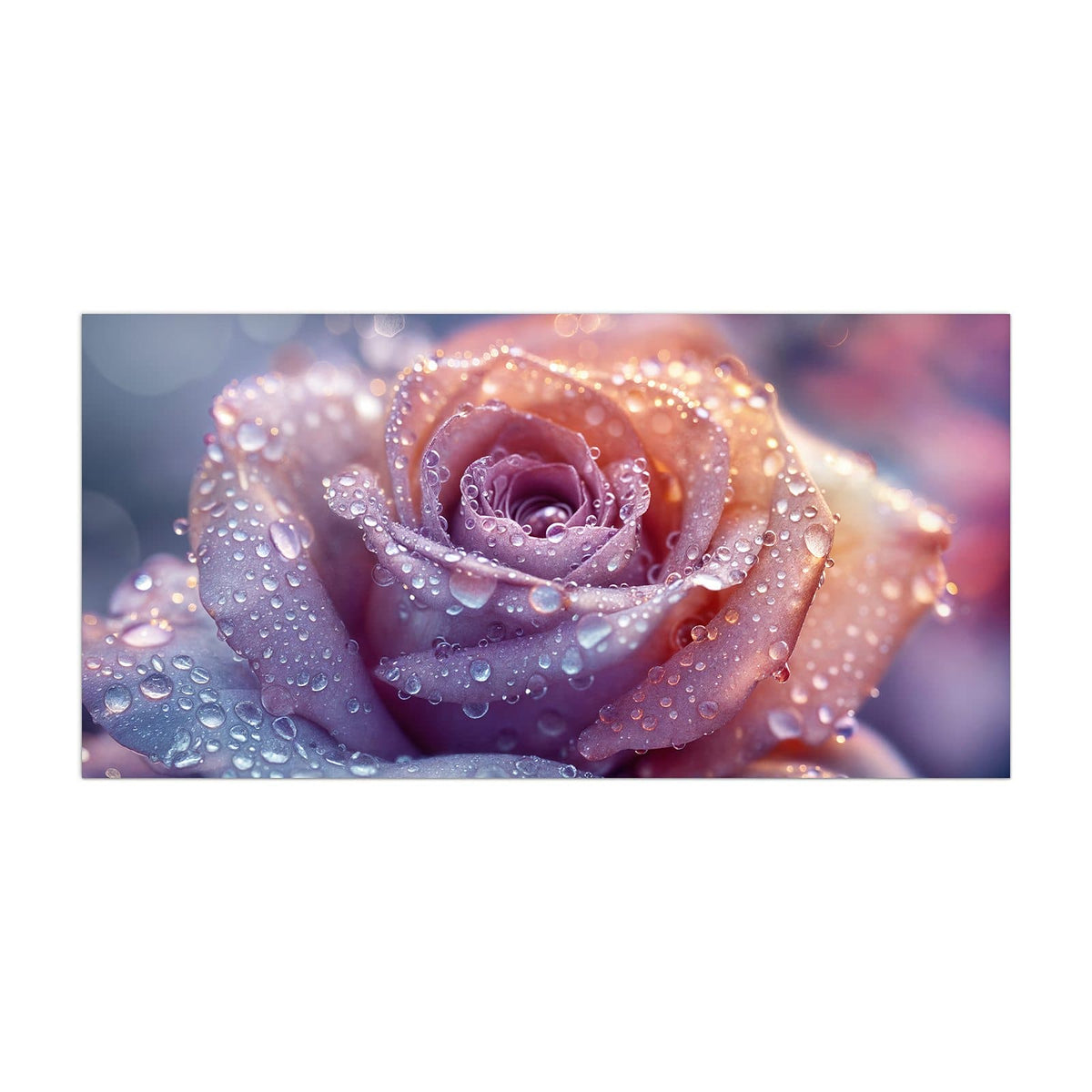 Küchenrückwand aus Glas Lila Rose im Tau im Hochformat, Motiv bildfüllend von vorn