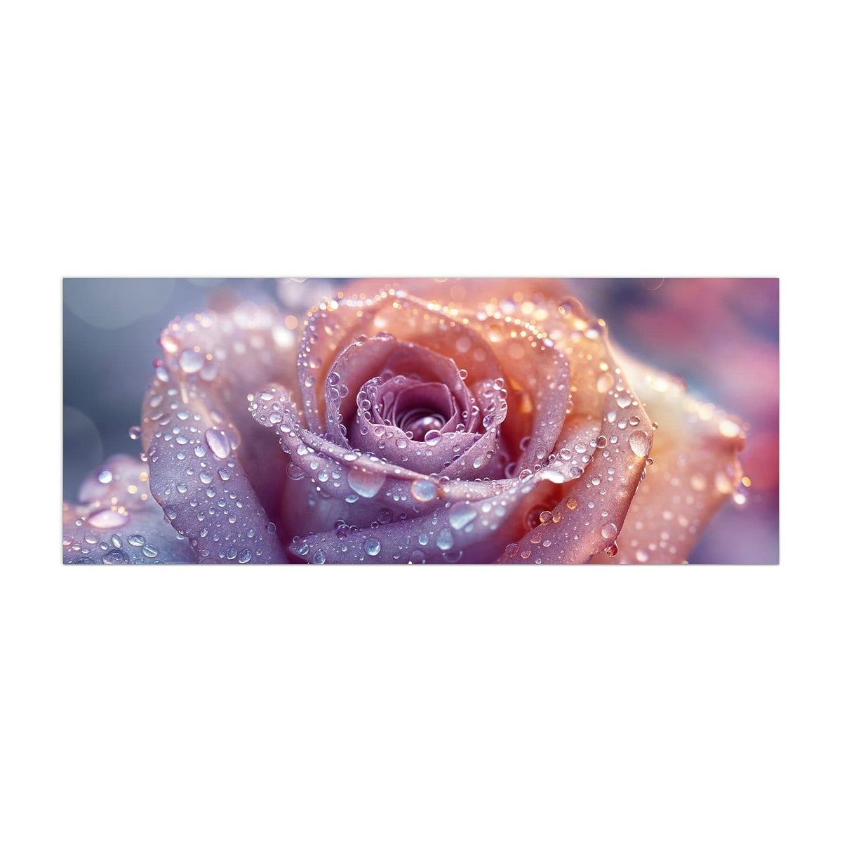 Küchenrückwand aus Glas Lila Rose im Tau im Hochformat, Motiv bildfüllend von vorn