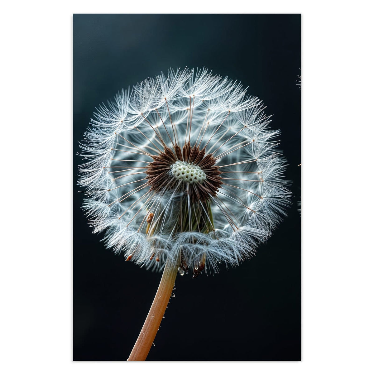 Eine große Pusteblume vor fast schwarzem Grund, drei Samen fliegen nach rechts weg