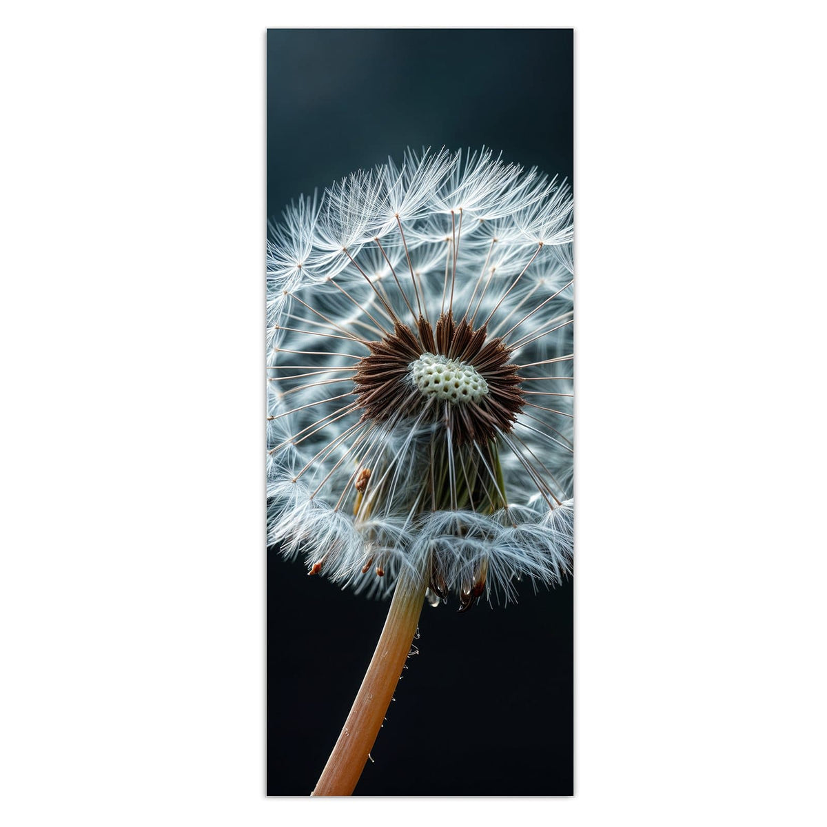Eine große Pusteblume vor fast schwarzem Grund, drei Samen fliegen nach rechts weg