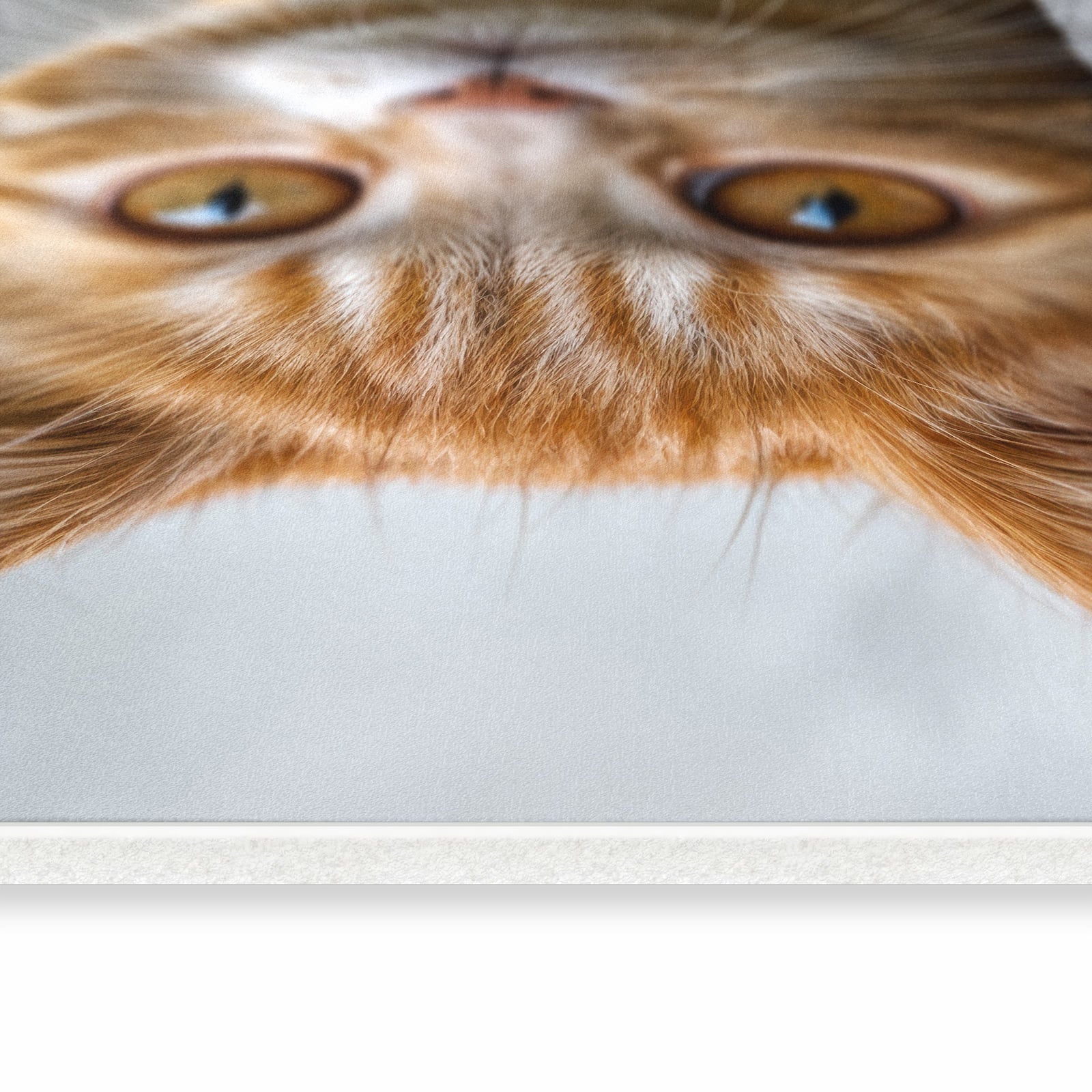 Küchenläufer mit Motiv Neugierige Katze in seitlicher Ansicht für angenehme Haptik