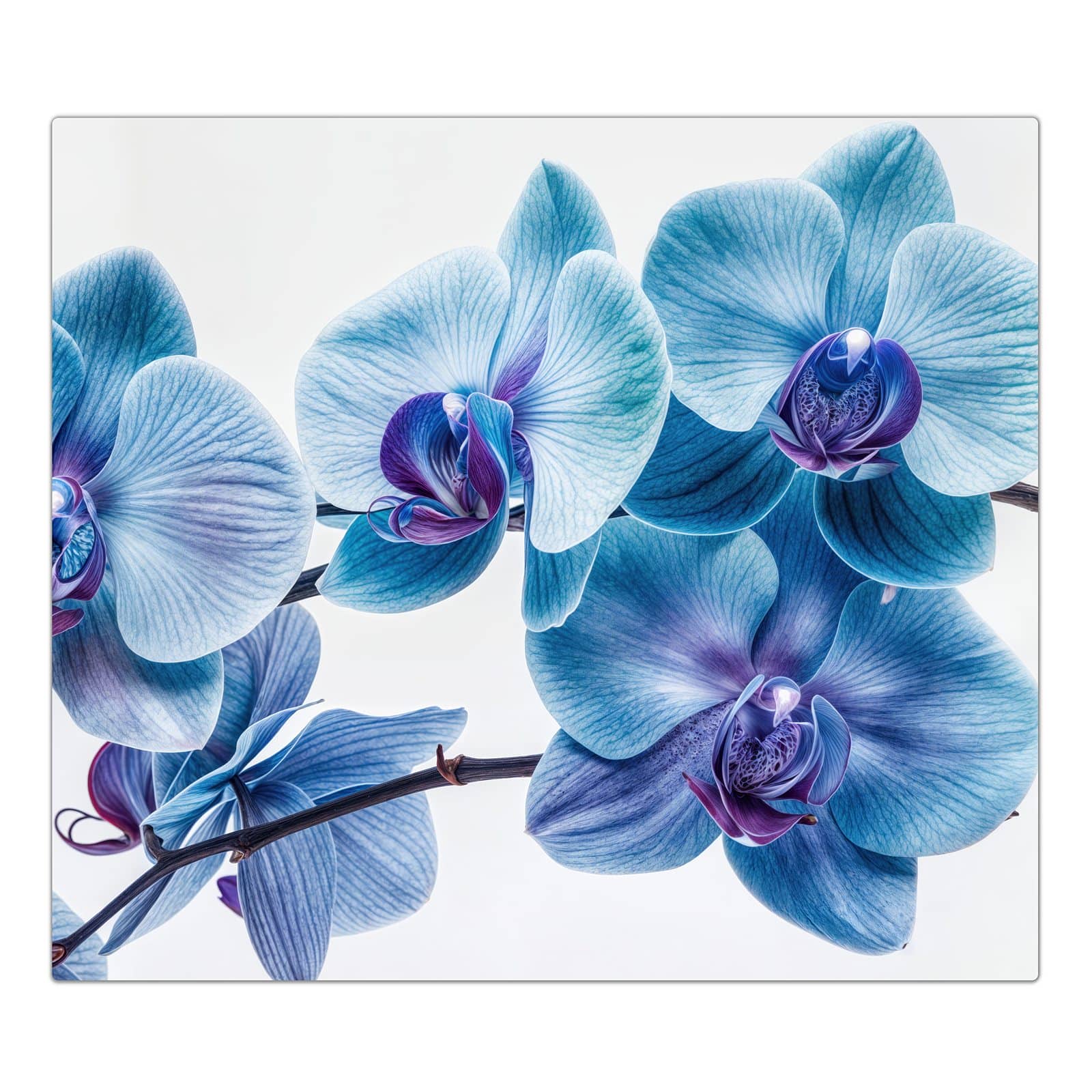 1-teilige Ceranfeldabdeckung mit Blaue Orchideen Blüte-Motiv in der Frontansicht #grösse_1-Teilig (60x52cm)
