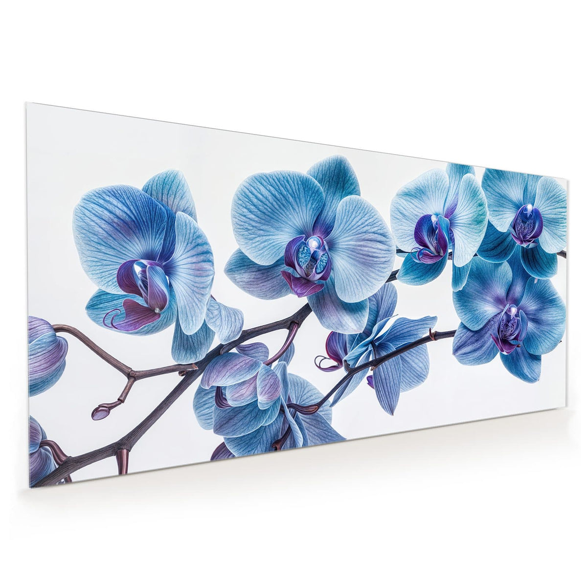 Küchenrückwand aus Glas im Hochformat mit Motiv Blauviolette Orchidee: Orchideenzweig mit blauen Blüten und violetten Lippen vor Weiß