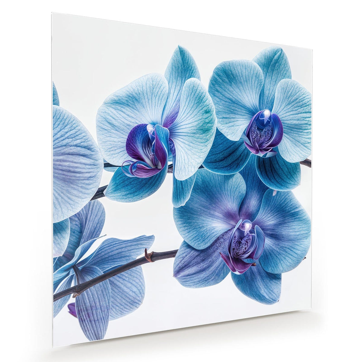 Orchideenzweig mit blauen Blüten und violetten Lippen vor Weiß