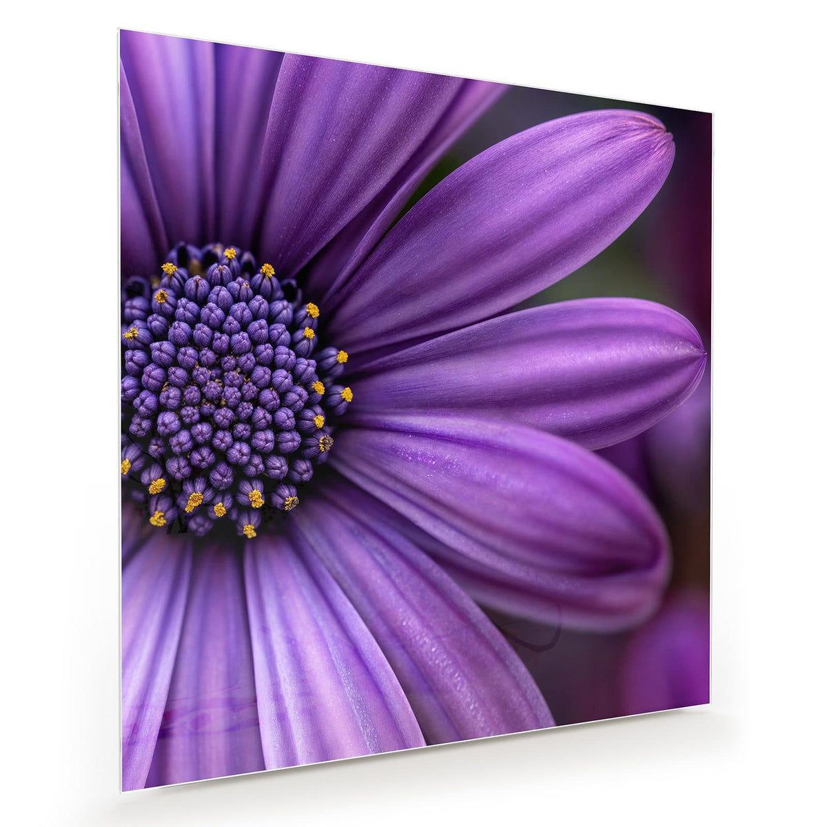 Nahaufnahme eines violetten Kapkörbchens mit dunkelblauem, gelb getupftem Zentrum.
