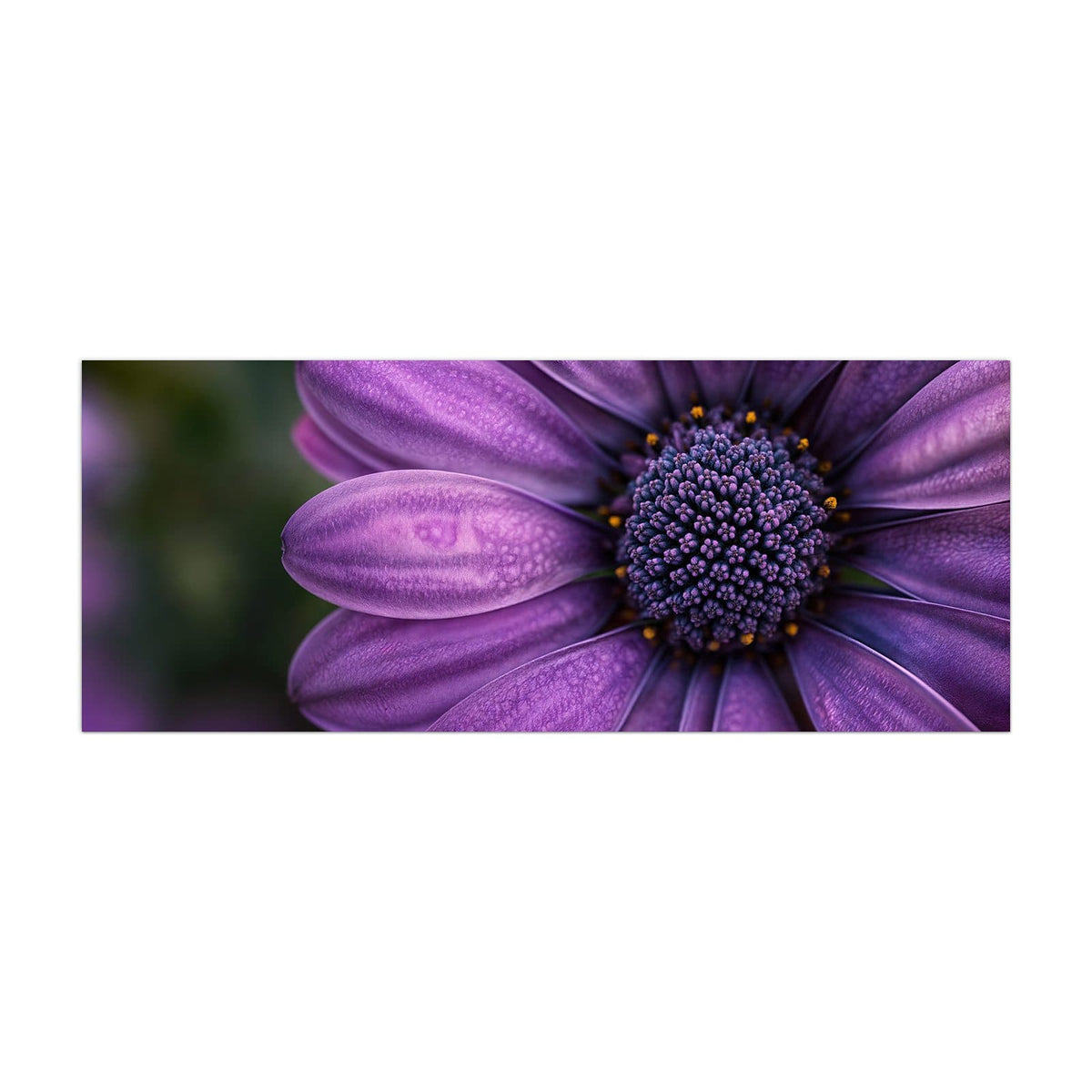 Küchenrückwand aus Glas Violette Samtblüte im Hochformat, Motiv bildfüllend von vorn