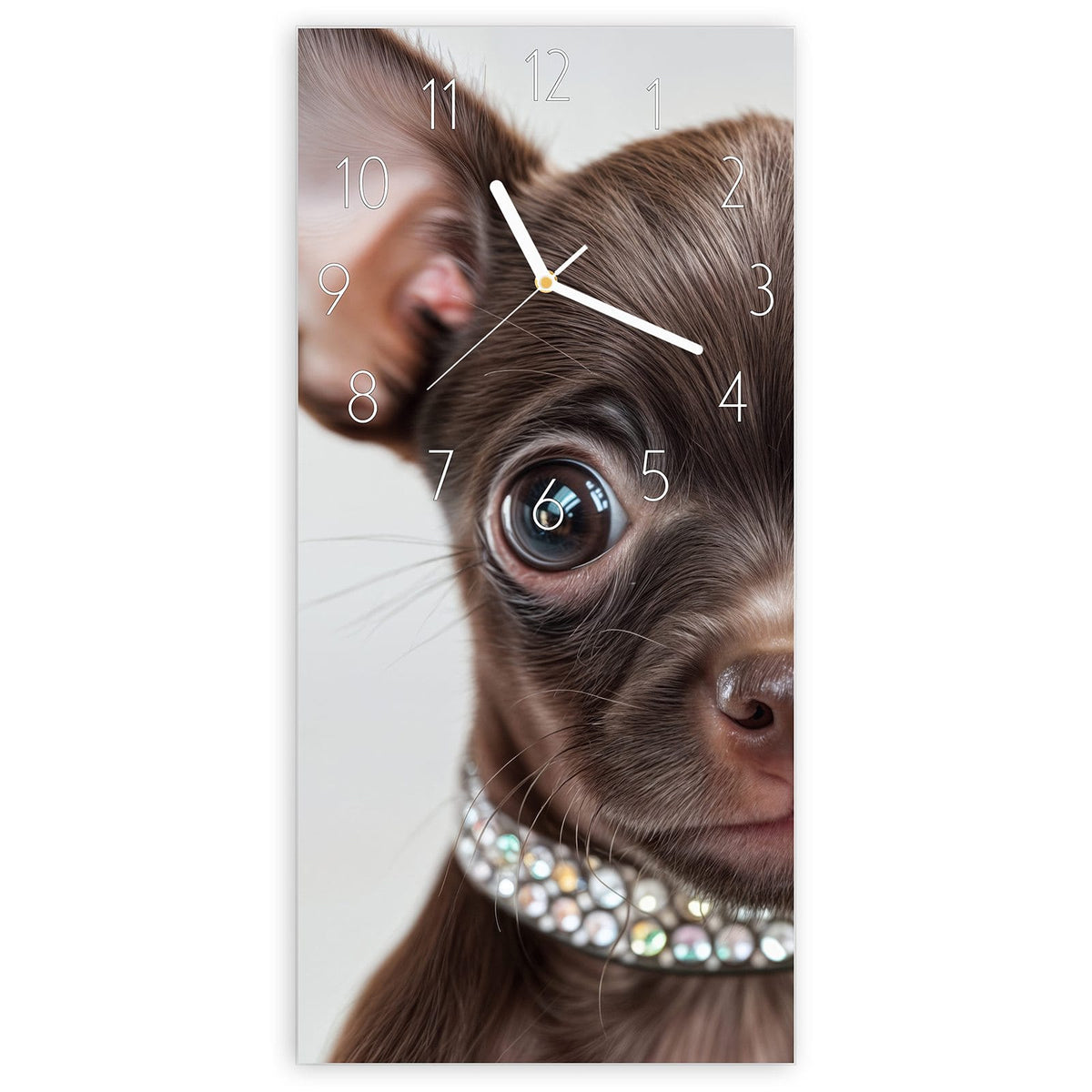 Wanduhr aus Glas, Ziffernblatt Elegant mit Motiv Chihuahua mit Halsband: Schokobrauner Chihuahua-Welpe mit riesigen Ohren und Strasshalsband #ziffernblatt_Elegant