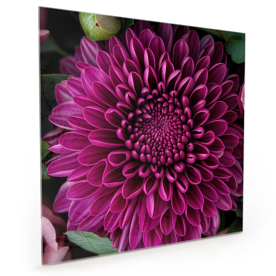 Maße Küchenrückwand Magenta Chrysantheme aus Glas