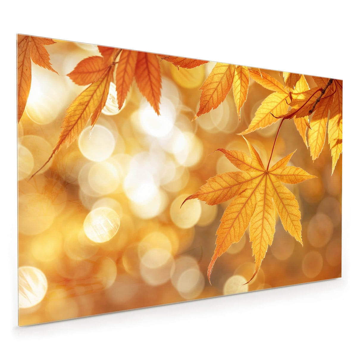 Küchenrückwand aus Glas im Hochformat mit Motiv Ahorn im Gegenlicht: Goldgelbe Fächerahorn-Blätter im Gegenlicht vor goldenem Bokeh