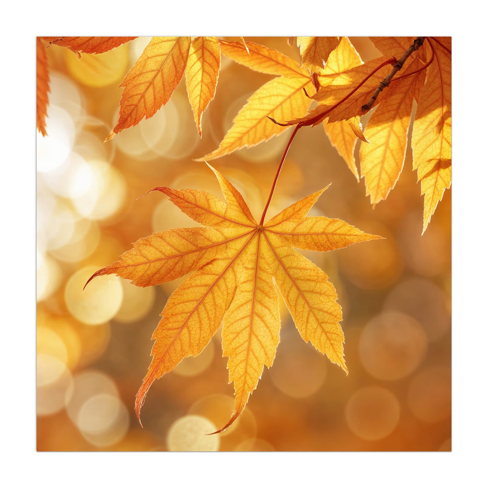 #grösse_40 x 40 cm #grösse_50 x 50 cm #grösse_55 x 55 cm #grösse_60 x 60 cm #grösse_65 x 65 cm #grösse_70 x 70 cm