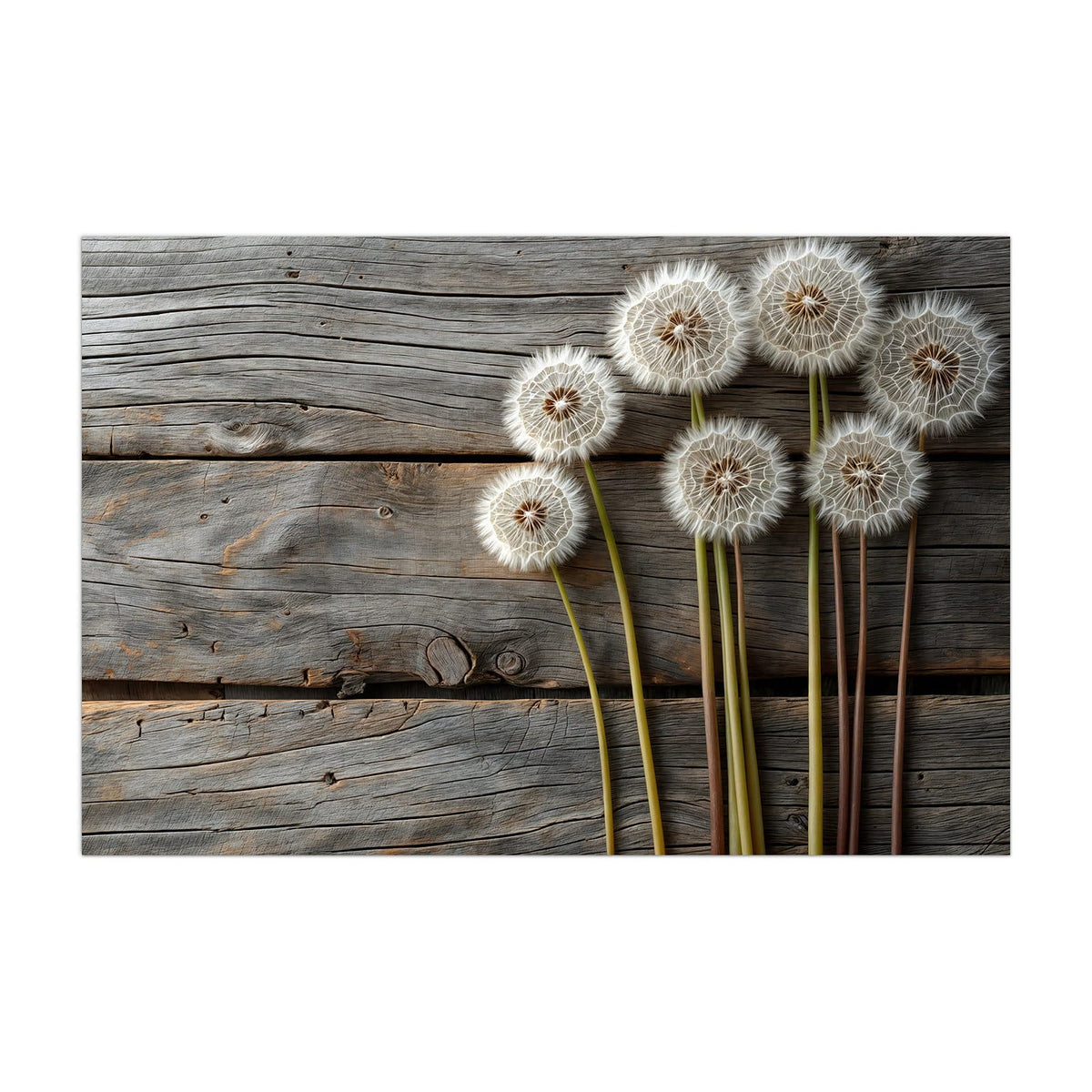 Küchenrückwand aus Glas Pusteblumen auf Holz im Hochformat, Motiv bildfüllend von vorn