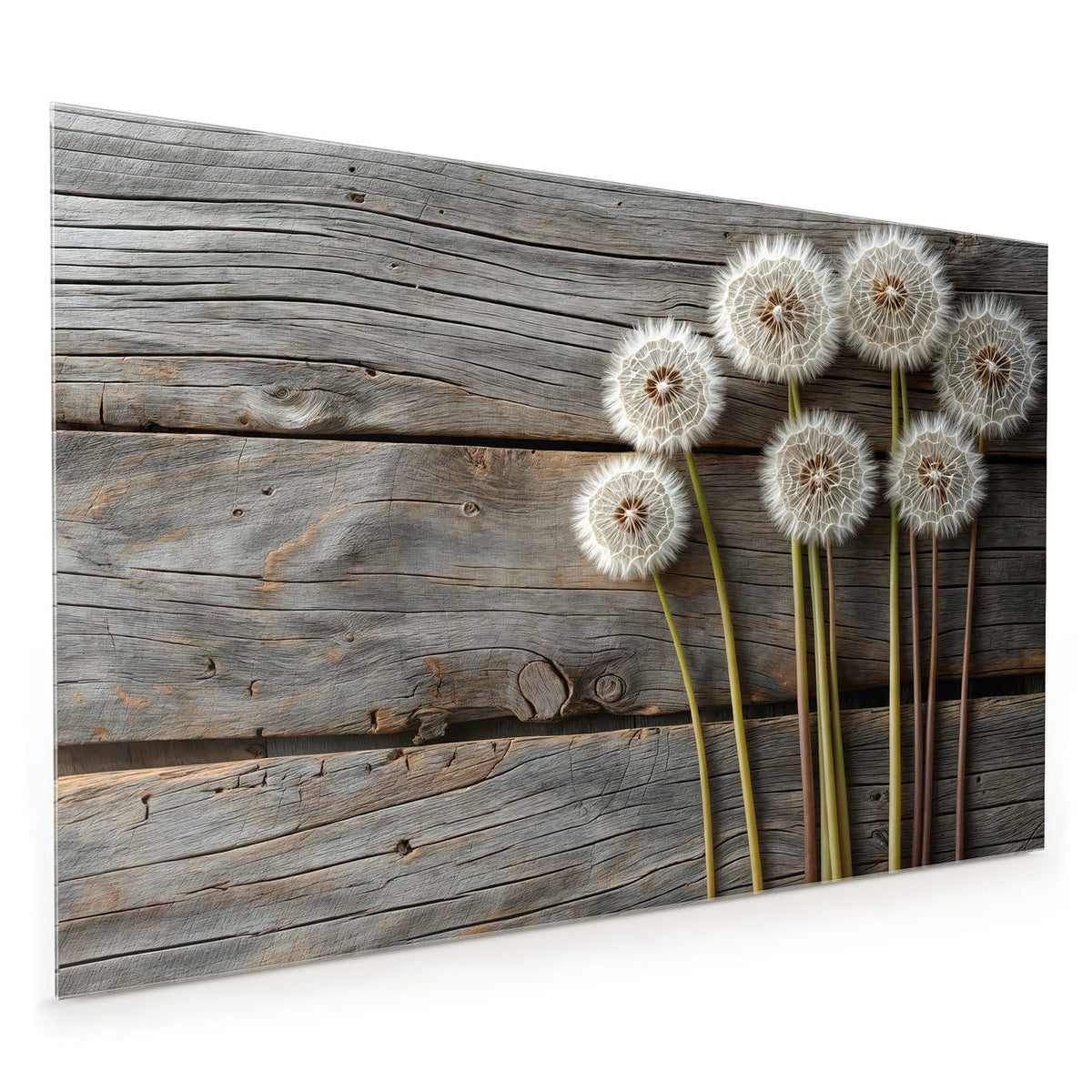 Küchenrückwand aus Glas im Hochformat: Sieben weiße Pusteblumen mit langen Stielen vor grauer, verwitterter Holzwand