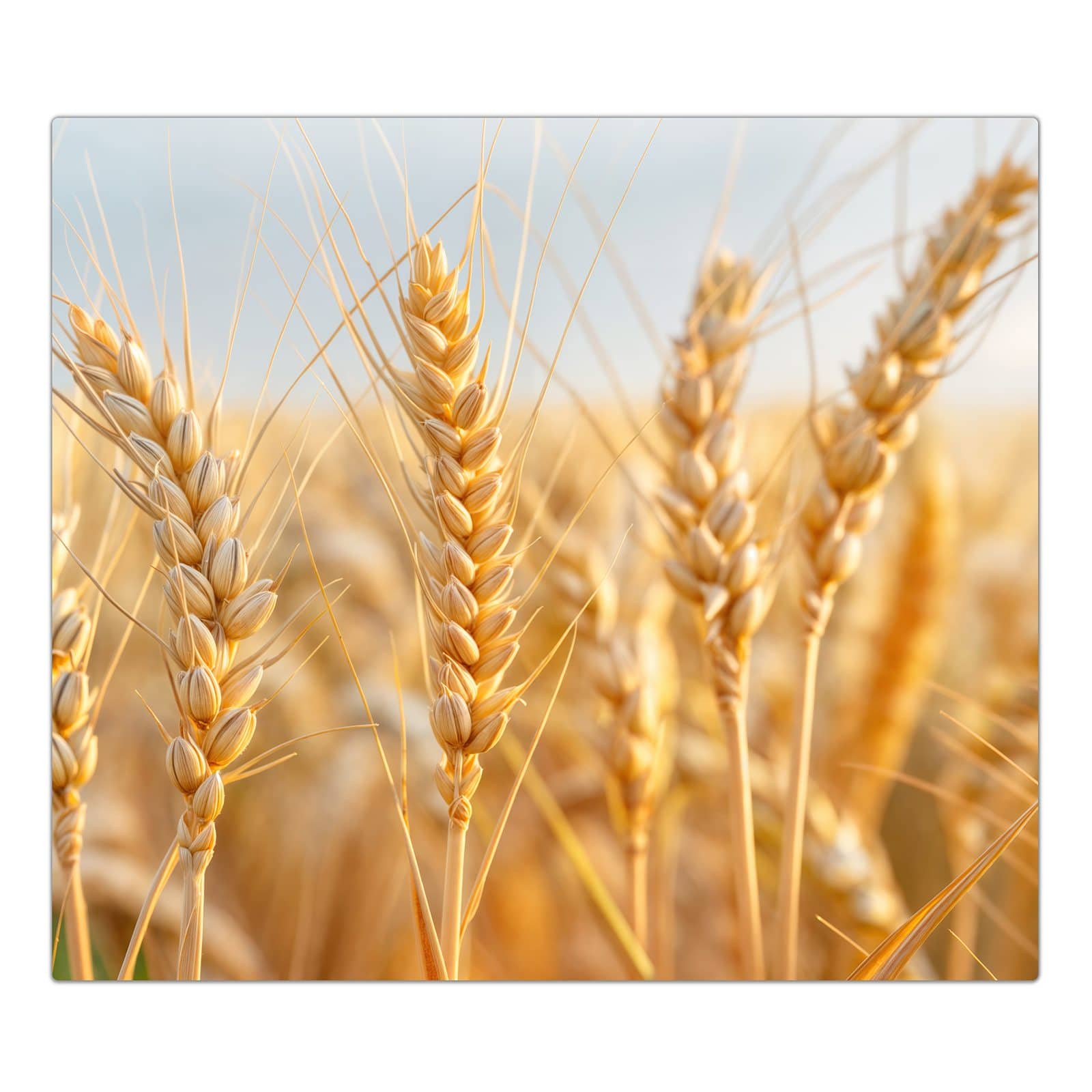 #grösse_1-teilig (60x52cm)