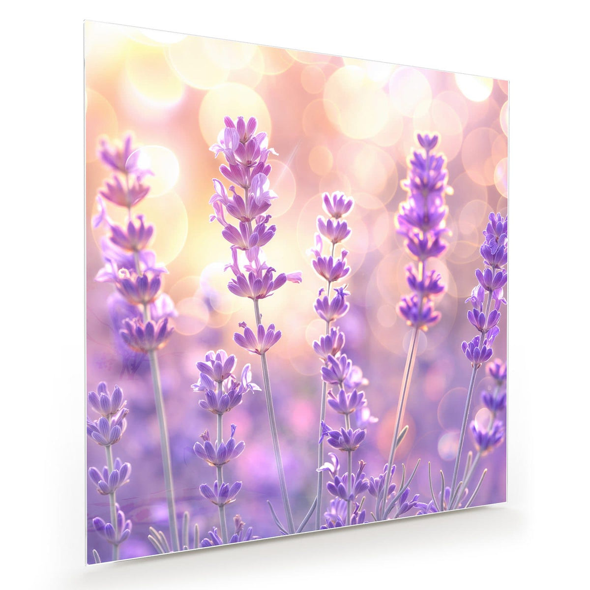 Einzelne Lavendelstängel mit violetten Blüten vor goldenem Bokeh, kein Feld
