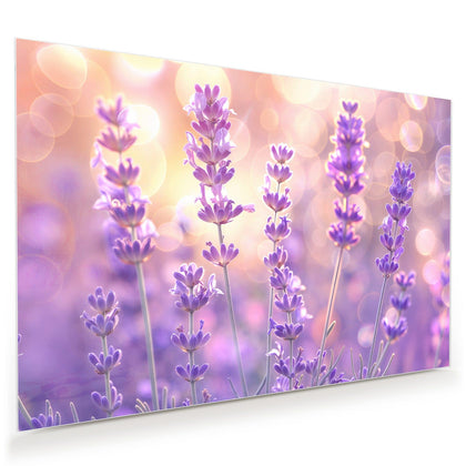 Wandbild mit dem Motiv Lavendel im Gegenlicht