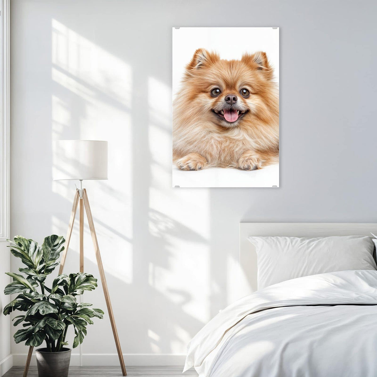 Glasbild Spitz und Katze an der Wand – Hellbrauner Zwergspitz mit heraushängender Zunge neben einer orange-weißen Katze