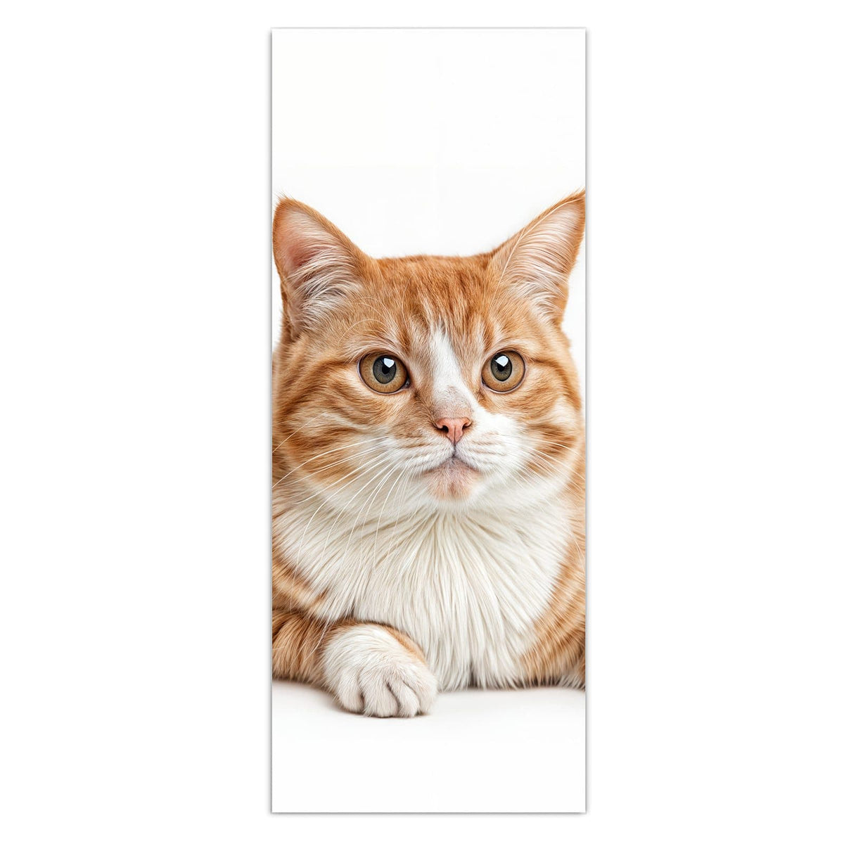 Hellbrauner Zwergspitz mit heraushängender Zunge neben einer orange-weißen Katze