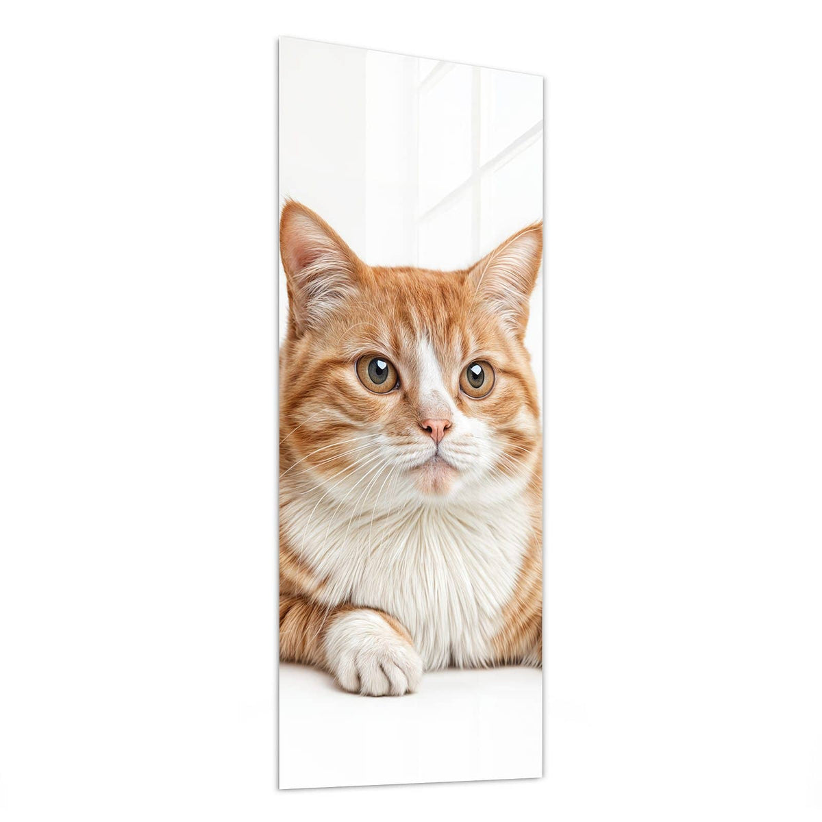 Glasbild Spitz und Katze von der Seite, 4 mm Echtglas