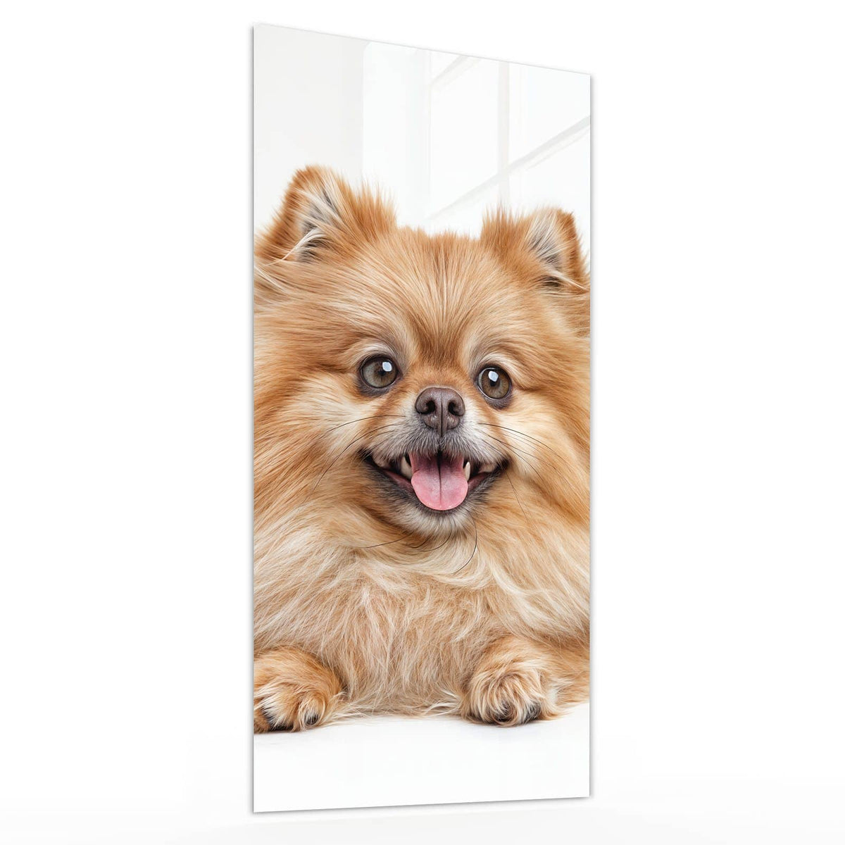 Glasbild Spitz und Katze von der Seite, 4 mm Echtglas