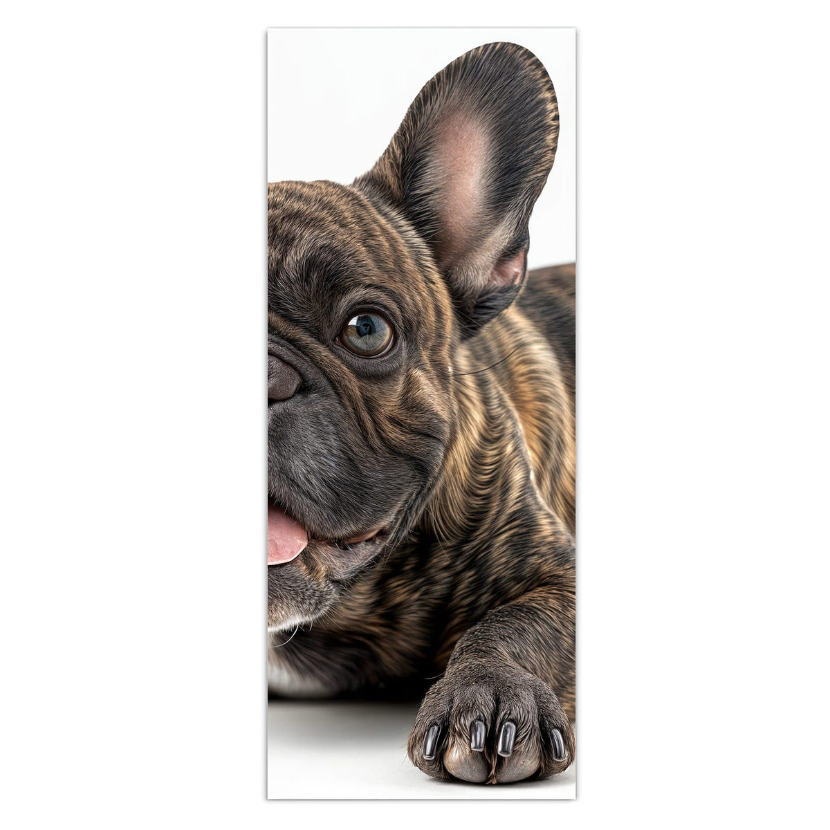 Gestromte Französische Bulldogge liegt frontal, Zunge heraus, weißer Hintergrund