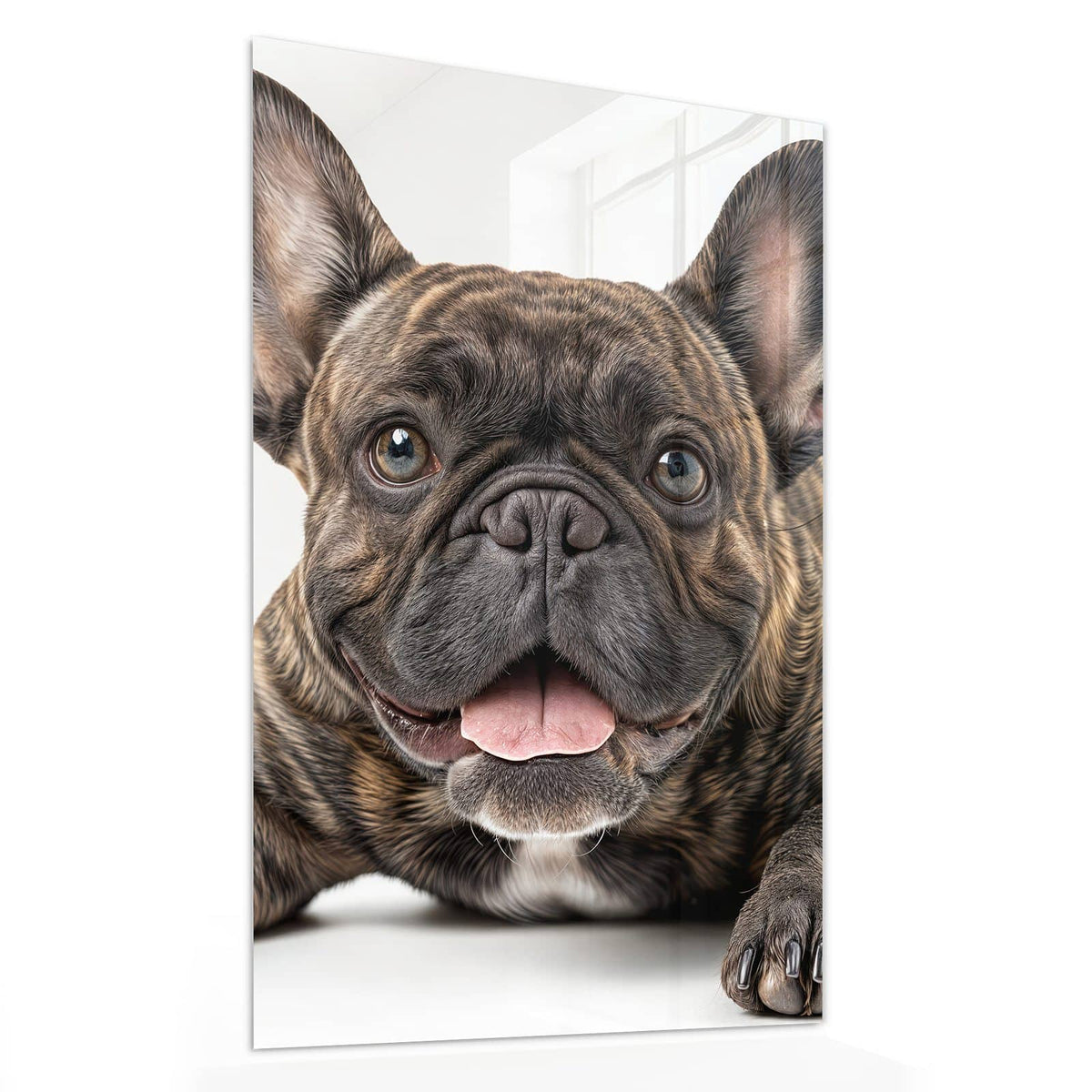 Glasbild Liegende Bulldogge von der Seite, 4 mm Echtglas