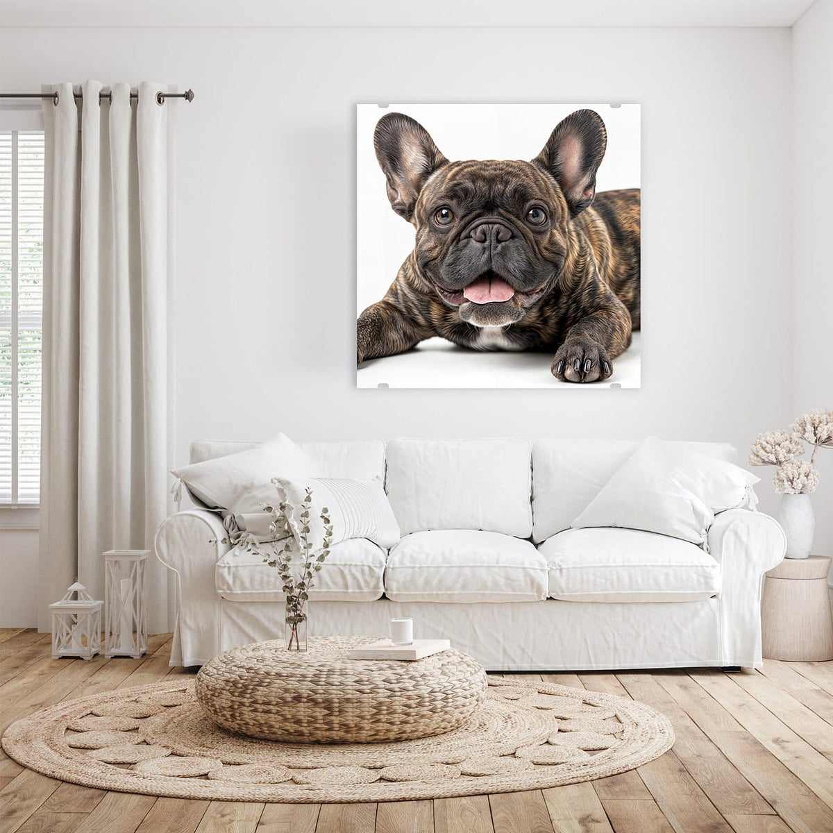 Glasbild Liegende Bulldogge an der Wand – Gestromte Französische Bulldogge liegt frontal, Zunge heraus, weißer Hintergrund
