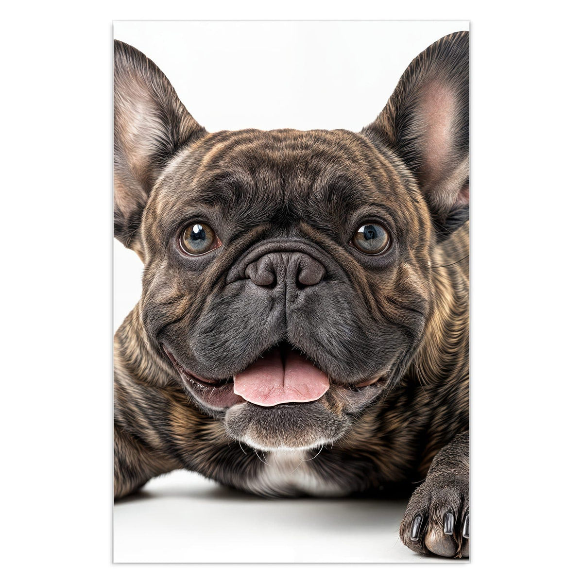 Gestromte Französische Bulldogge liegt frontal, Zunge heraus, weißer Hintergrund