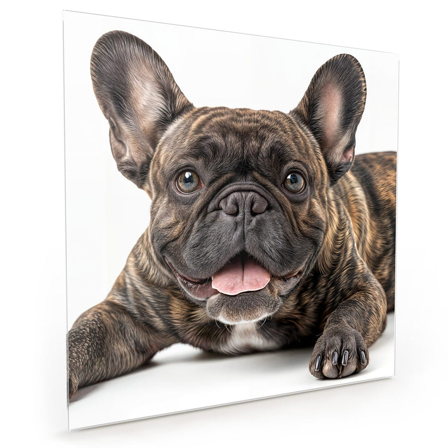 Maße Küchenrückwand Liegende Bulldogge aus Glas