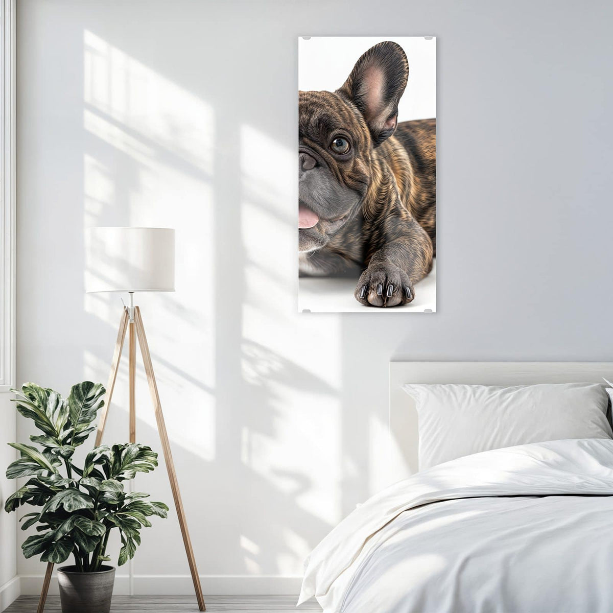 Glasbild Liegende Bulldogge an der Wand – Gestromte Französische Bulldogge liegt frontal, Zunge heraus, weißer Hintergrund