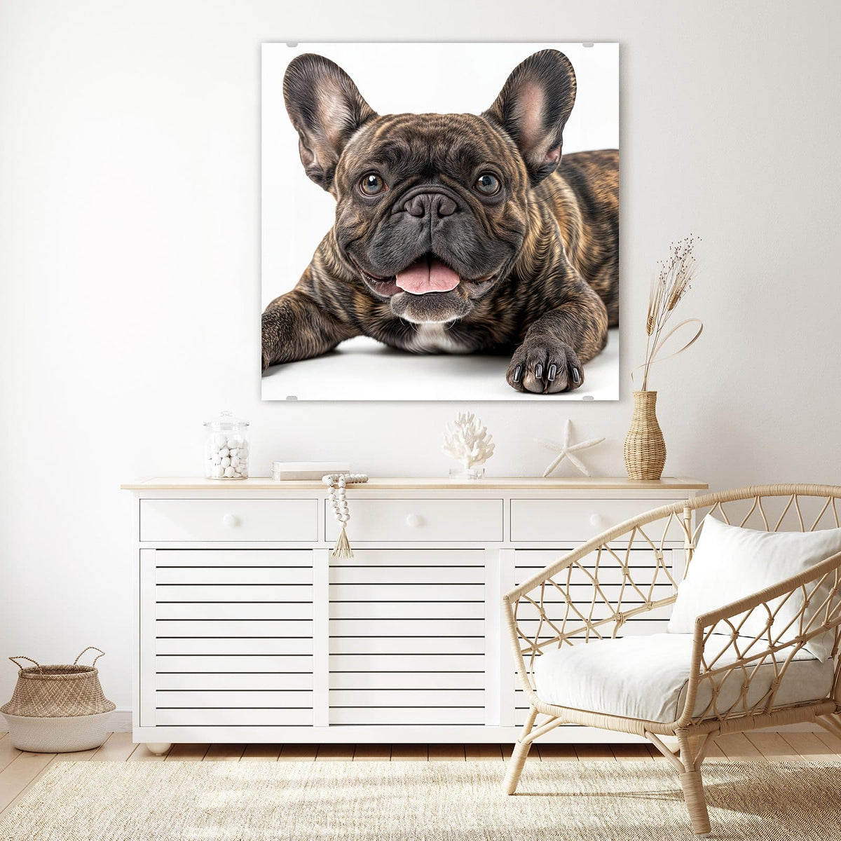 Glasbild Liegende Bulldogge an der Wand – Gestromte Französische Bulldogge liegt frontal, Zunge heraus, weißer Hintergrund