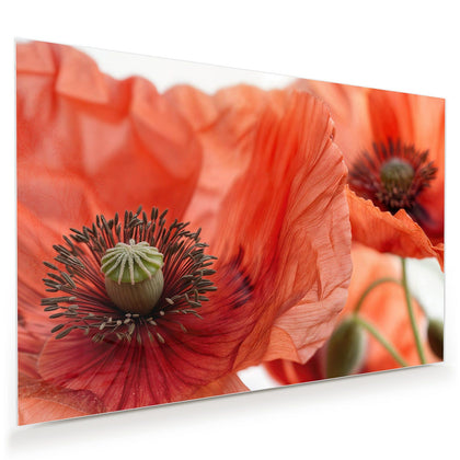 Wandbild mit dem Motiv Mohnblüten