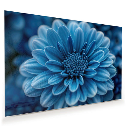 Wandbild mit dem Motiv Blaue Chrysantheme