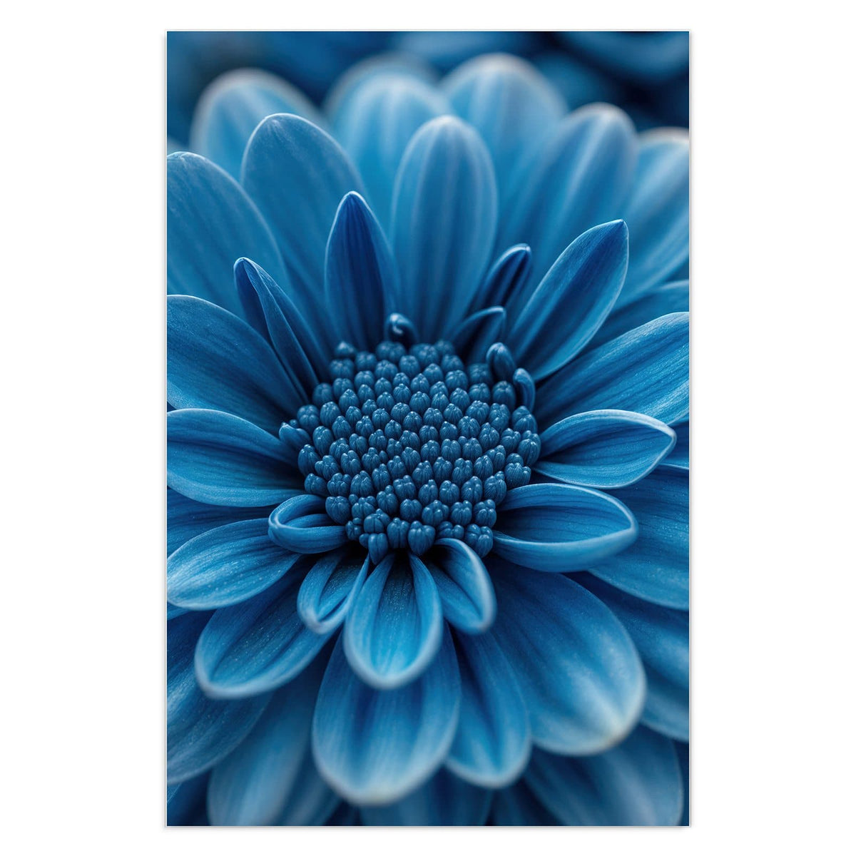 Makro einer dicht gefüllten, kräftig blauen Chrysanthemenblüte vor dunklem Grund.