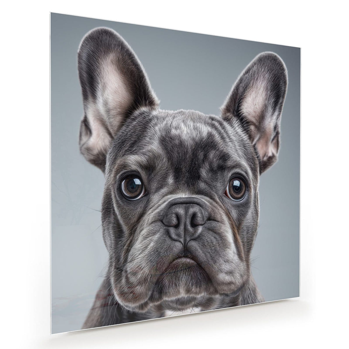 Graue Französische Bulldogge frontal, Kopf formatfüllend vor hellgrauem Hintergrund