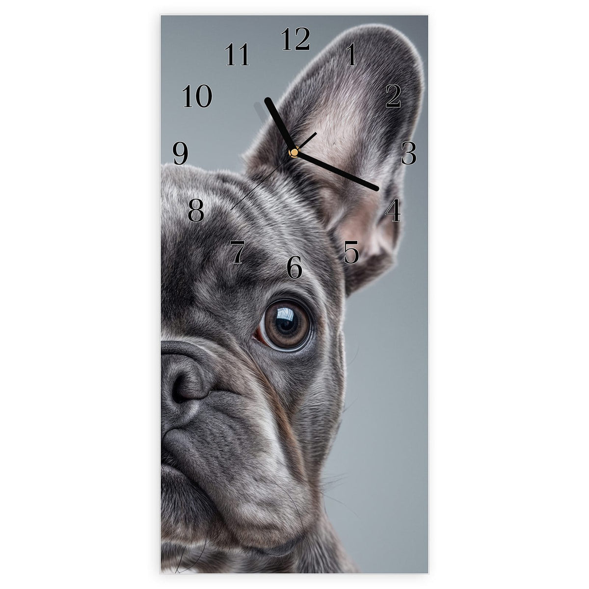 Wanduhr aus Glas, Ziffernblatt Klassisch: Graue Französische Bulldogge frontal, Kopf formatfüllend vor hellgrauem Hintergrund #ziffernblatt_Klassisch