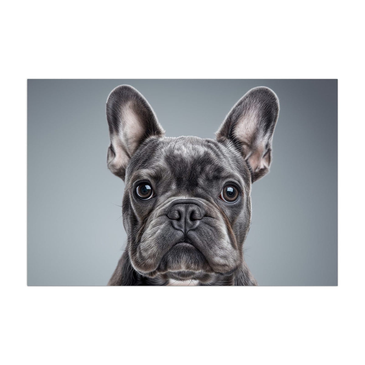 Küchenrückwand aus Glas Französische Bulldogge im Hochformat, Motiv bildfüllend von vorn