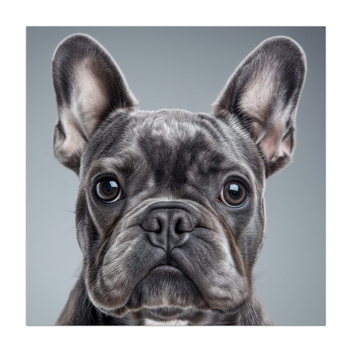 Küchenrückwand aus Glas Französische Bulldogge im quadratischen Format, Motiv bildfüllend von vorn