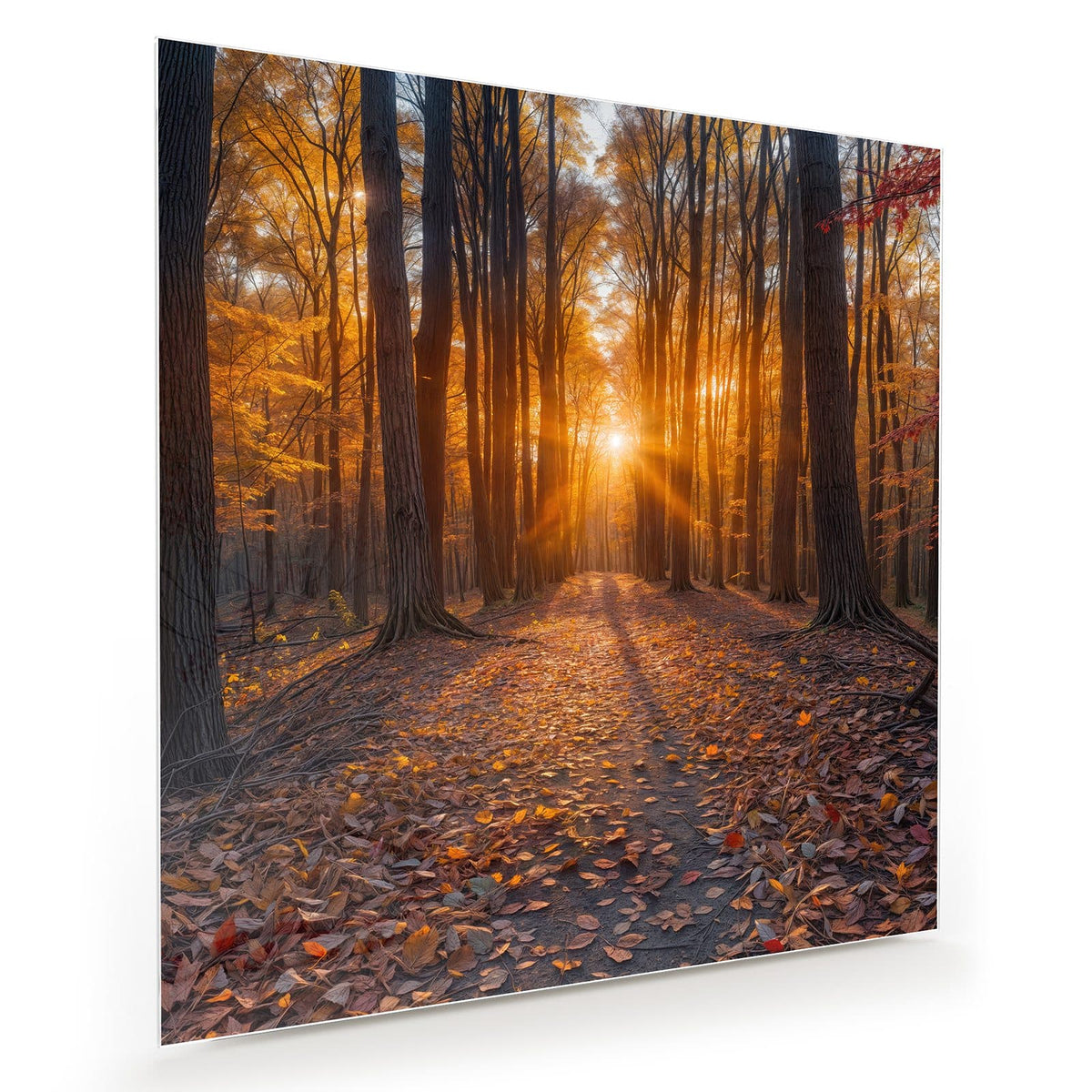 Herbstwaldweg voller Laub, tiefstehende Sonne mit Strahlenkranz zwischen den Stämmen