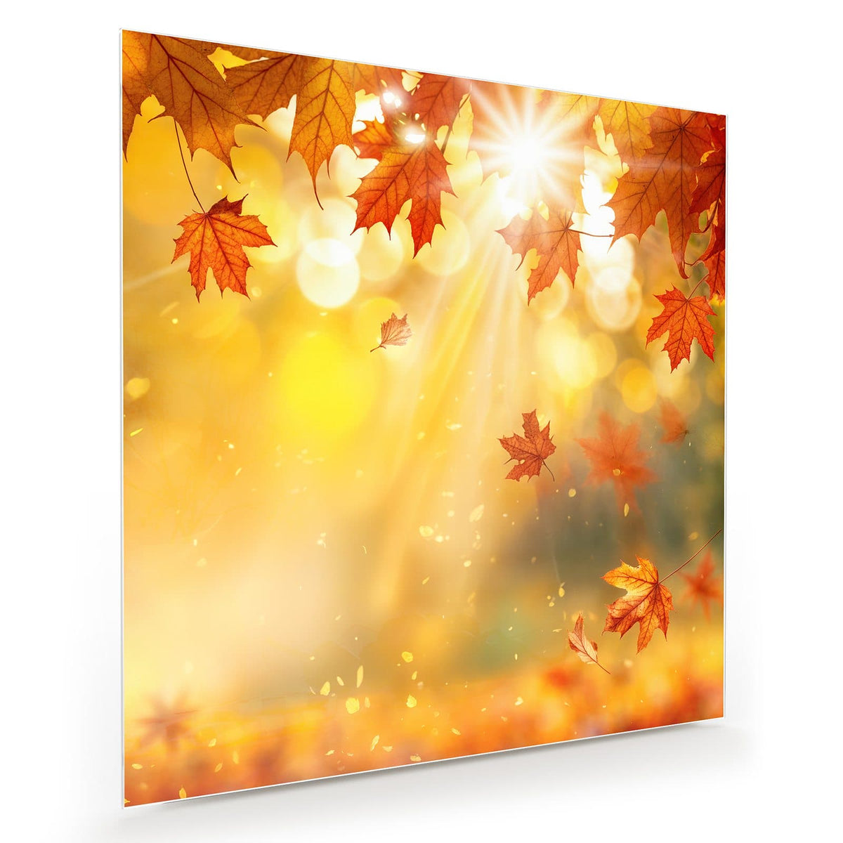Rote Ahornblätter im Gegenlicht, Sonnenstrahlen und goldenes Bokeh