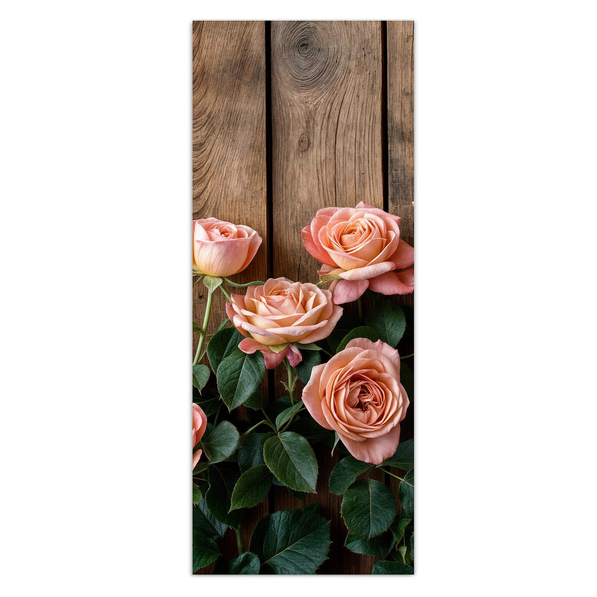 Wandbild - Rosen vor Holzwand - Hochformat – Apricotfarbene Rosen vor Altholz