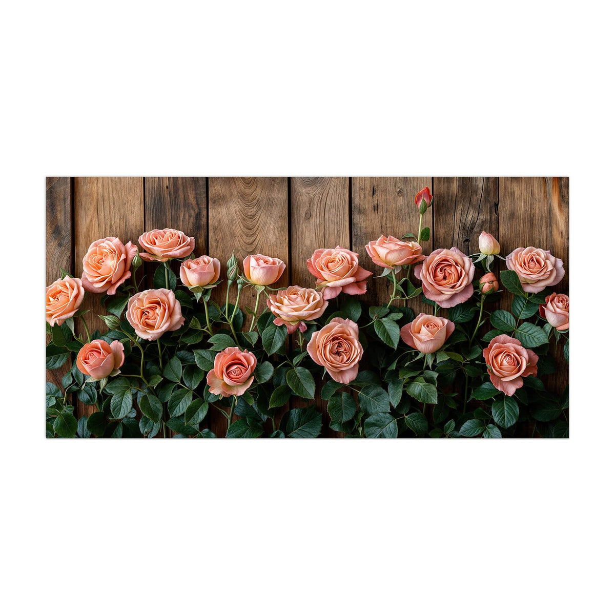 Küchenrückwand aus Glas Rosen vor Holzwand im Hochformat, Motiv bildfüllend von vorn