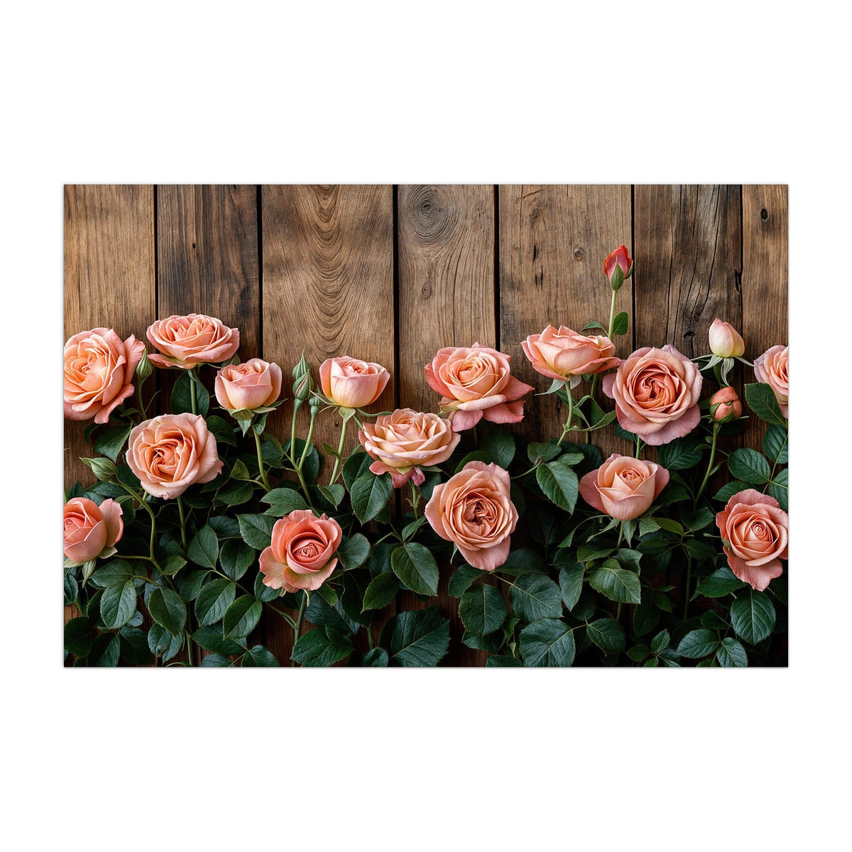 Küchenrückwand aus Glas Rosen vor Holzwand im Hochformat, Motiv bildfüllend von vorn