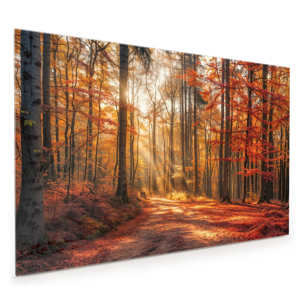 Küchenrückwand aus Glas im Hochformat mit Motiv Waldweg im Herbstlicht: Laubbedeckter Waldweg, Sonnenstrahlen fallen schräg durch rotgoldene Buchen