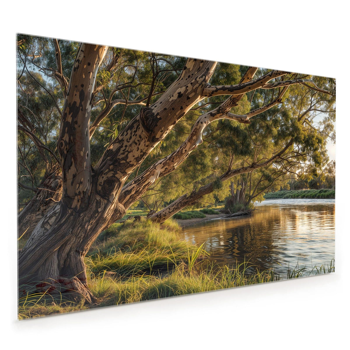Küchenrückwand aus Glas im Hochformat mit Motiv Baum am Flussufer: Ausladender Eukalyptus über einem ruhigen Fluss im Abendlicht, Gras im Vordergrund